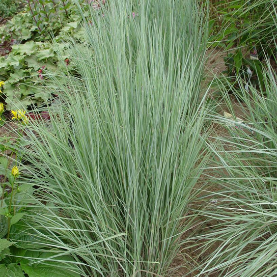 The Blues Little Bluestem Grass in the Landscaping