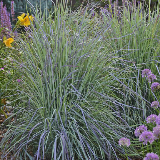 Twilight Zone Little Bluestem Grass on the Ground