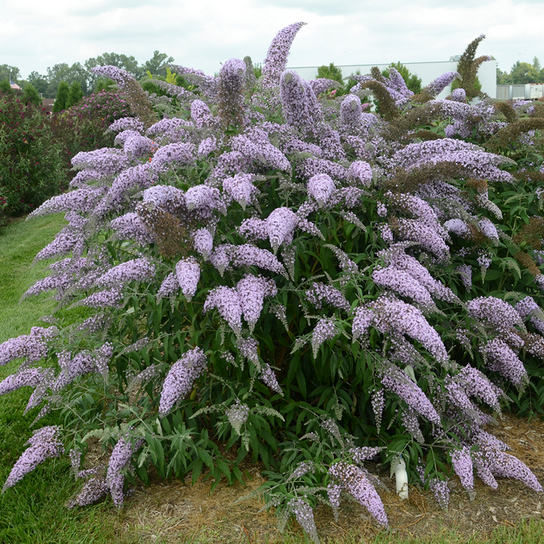 Grand Cascade Butterfly Bush Growing in the Landscaping