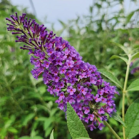 Psychedelic Sky Butterfly Bush Flower purple flower close up