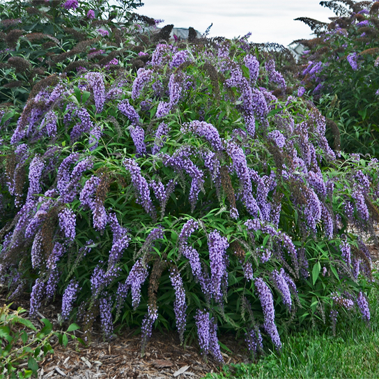 Wisteria Lane Butterfly Bush Growing in the Landscaping
