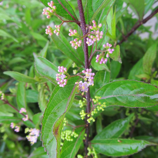 Early Amethyst Beautyberry Stem with Blooms and Foliage