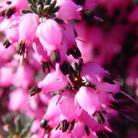 Kramers Red Spring Heather Flower Close Up