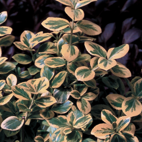 Gold Splash® Euonymus Foliage Growing