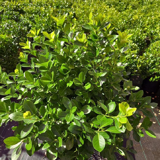Manhattan Euonymous glossy evergreen shrub