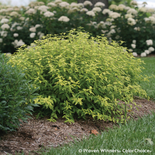 Sunshine Blue II Bluebeard wiht Yellow Foliage in Landscaping