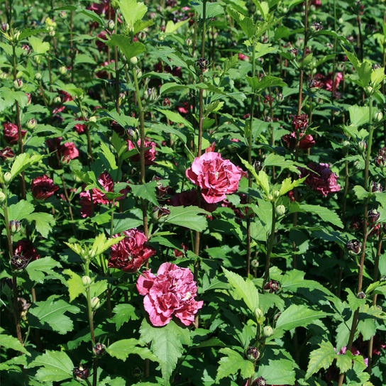 French Cabaret Red Hibiscus Growing in the Sunlight