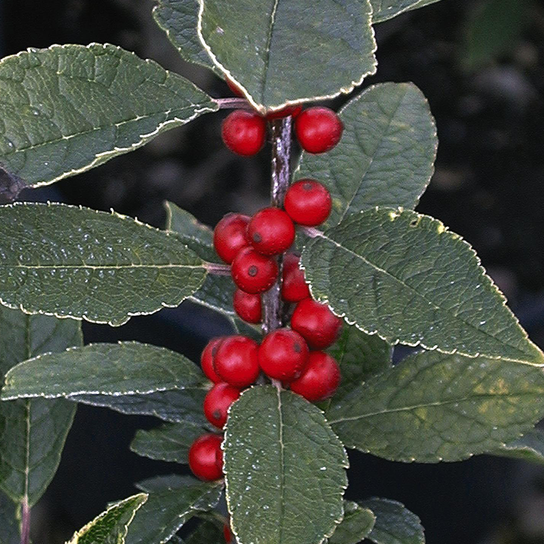 Winter Red Winterberry Shrub