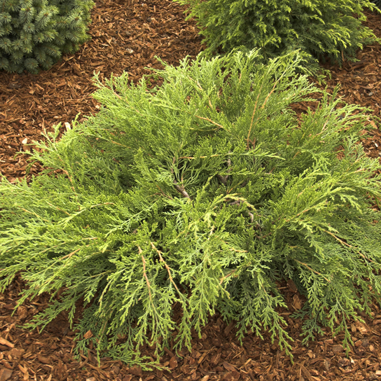 Russian Cypress Growing in the Landscaping