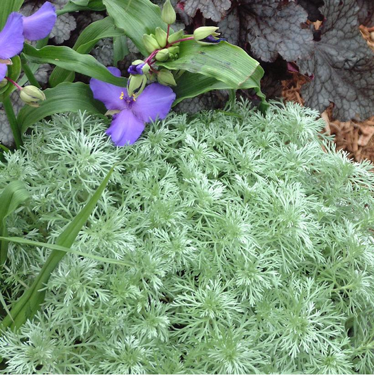 Silvermound Wormwood Foliage in the Garden