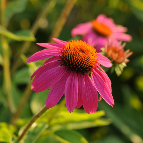 Pow Wow® Wildberry Coneflower Flower Close Up