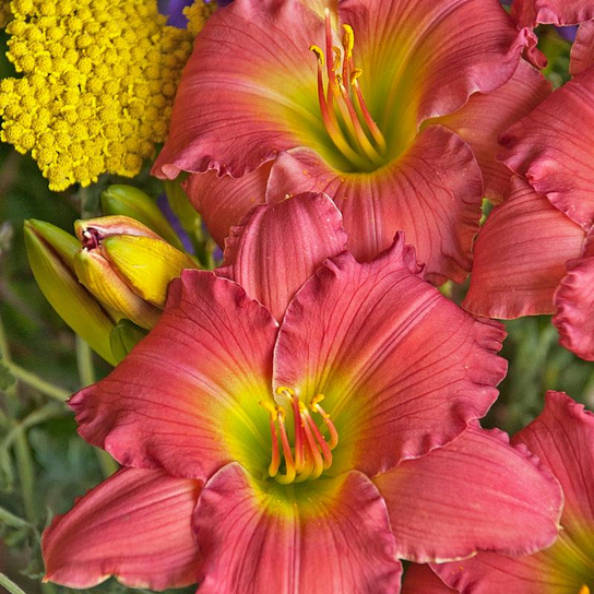 Passionate Returns Daylily Flower Petal Close Up