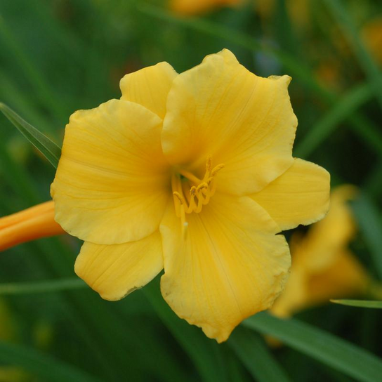 Stella d'Oro Daylily Flower Petal Close Up