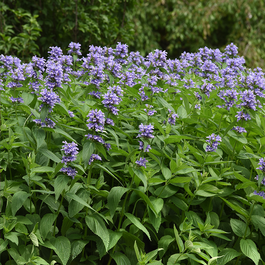Prelude™ Blue Japanese Catmint Blooming