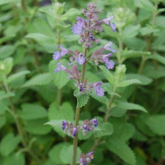 Blue Wonder Catmint Stem with Blooms