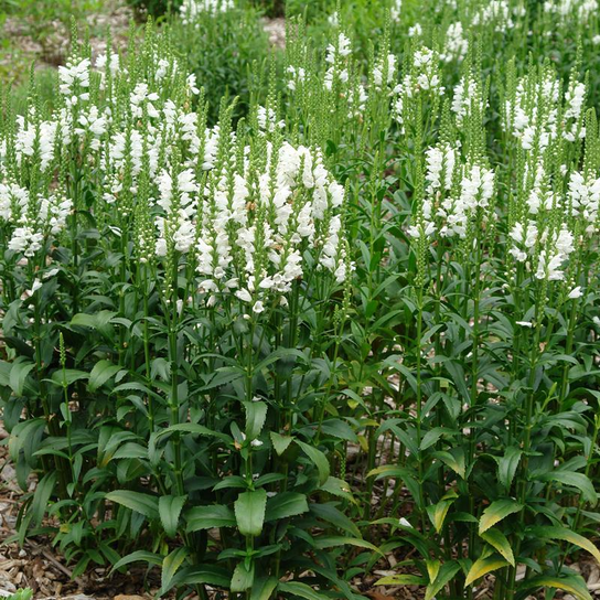 Miss Manners Obedient Plant Blooming