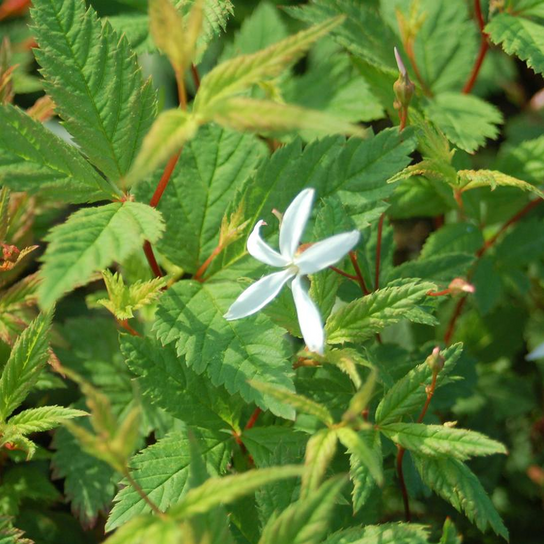 Native Bowman's Root Flower Close Up