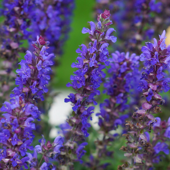Blue Bouquetta® Garden Sage Flowers Close Up