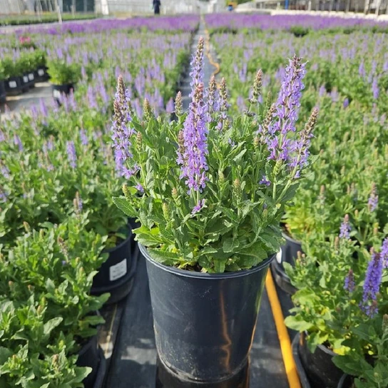 Blue Hill Wood Sage in nursery