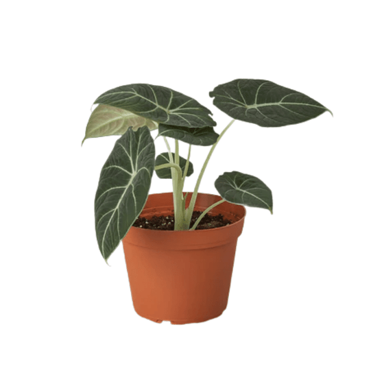 Healthy Black Velvet Alocasia in Garden Planter