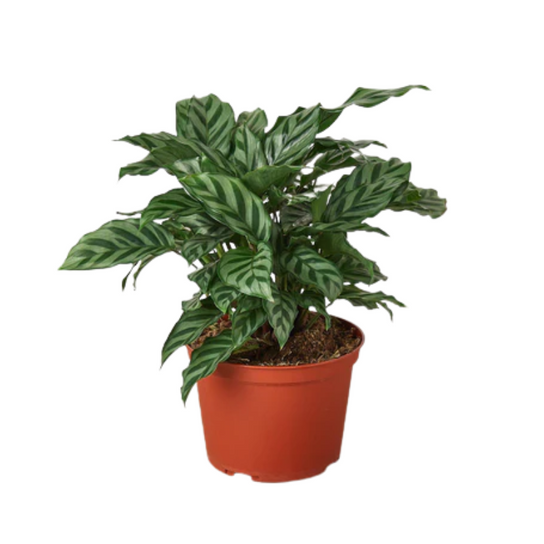 Healthy Freddie Calathea