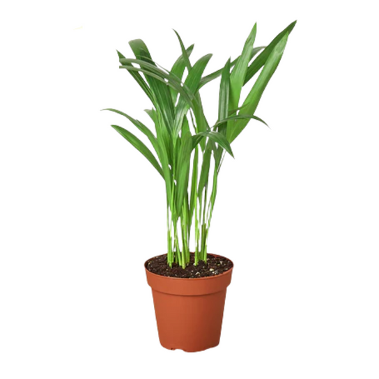 Areca Palm Growing in Garden Planter