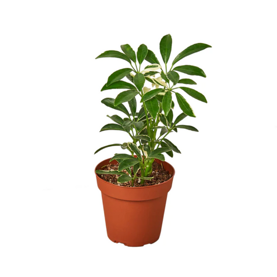 Moonlight Dwarf Umbrella Tree Growing in Garden Planter