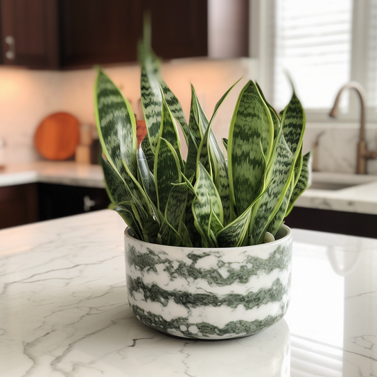 Dwarf Laurentii Snake House Plant