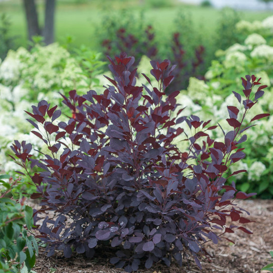 Winecraft Black Smokebush Shrub with Purple Foliage