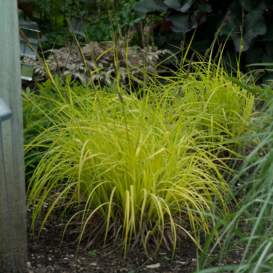 Bowles Golden Gold Sedge with Bright Green Foliage
