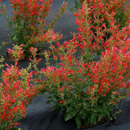 Healthy Plant Kudos™ Red Dwarf Hummingbird Mint