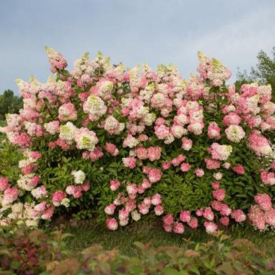 Healthy Berry White Hydrangea