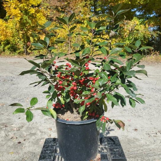 Healthy Red Sprite Winterberry Plant
