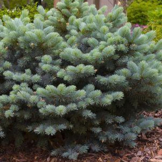 Healthy Globe Blue Spruce