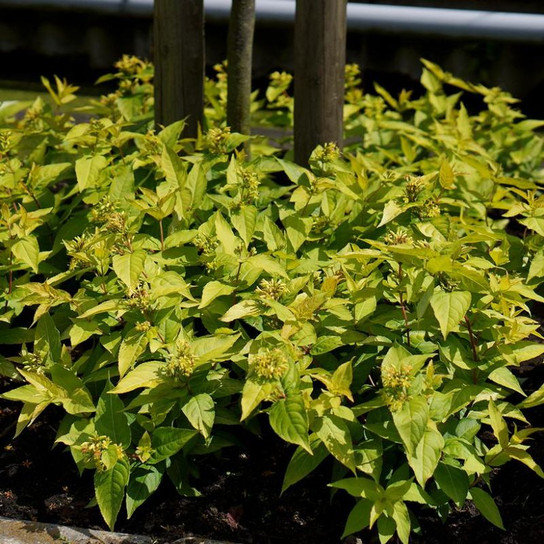 Healthy Honeybee Bush Honeysuckle Plants