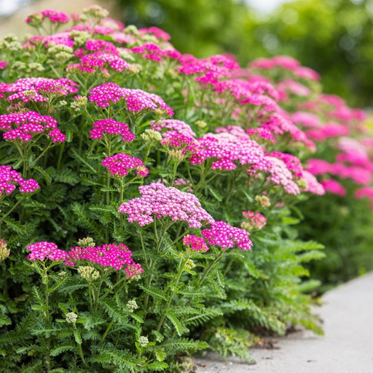 Achillea Milly Rock Rose in the landscape