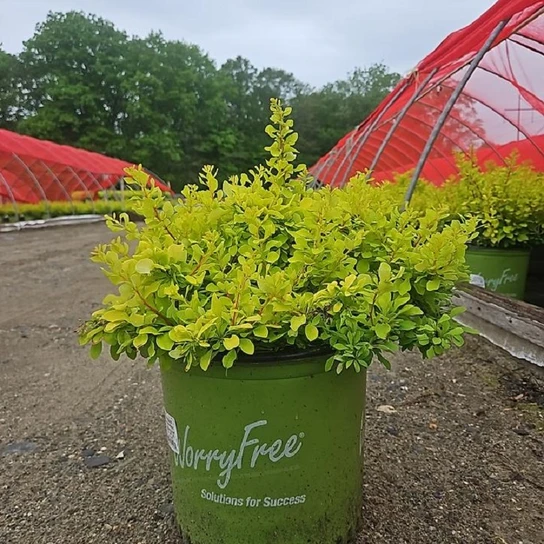 WorryFree® Lemon Glow® in nursery