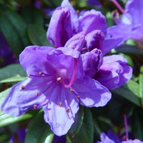 Blue Baron Rhododendron Flowers