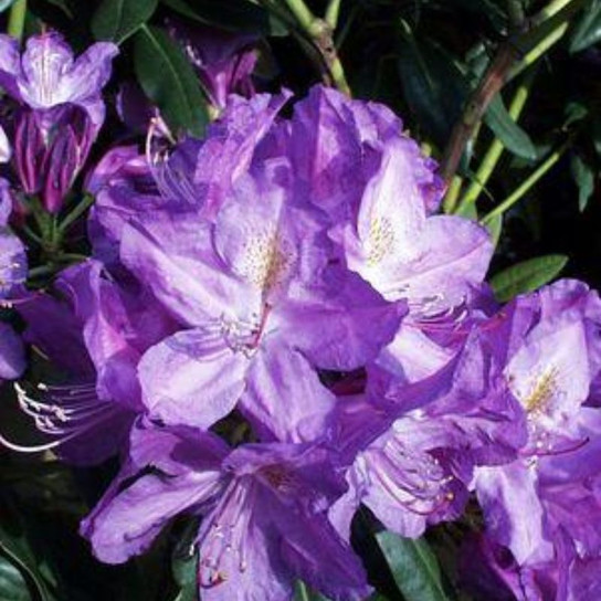 Lees Dark Purple Rhododendron Flowers Close Up