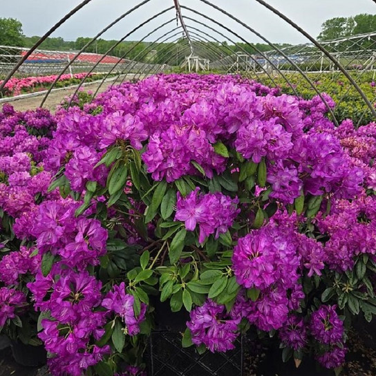 Purple Passion Rhododendron blooming in the nursery