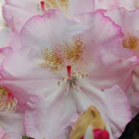 Ken Janeck Rhododendron Flower Close Up