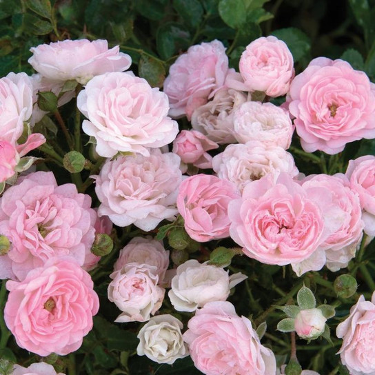 The Fairy Shrub Rose Flowers Blooming