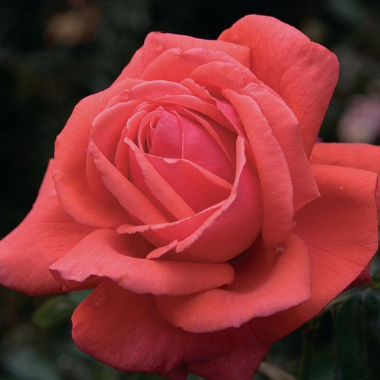 Fragrant Cloud Hybrid Tea Rose Flower Close  Up