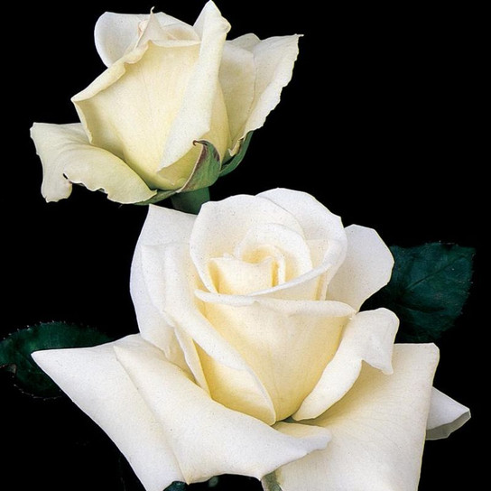 John F. Kennedy Hybrid Rose  Blooming