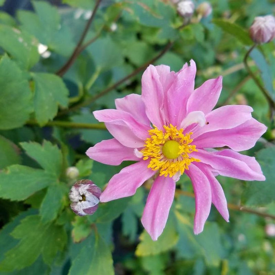 Fantasy™ Pocahontas Anemone Flowering