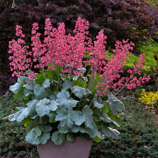 Dolce Spearmint Coral Bells with Pink Blooms