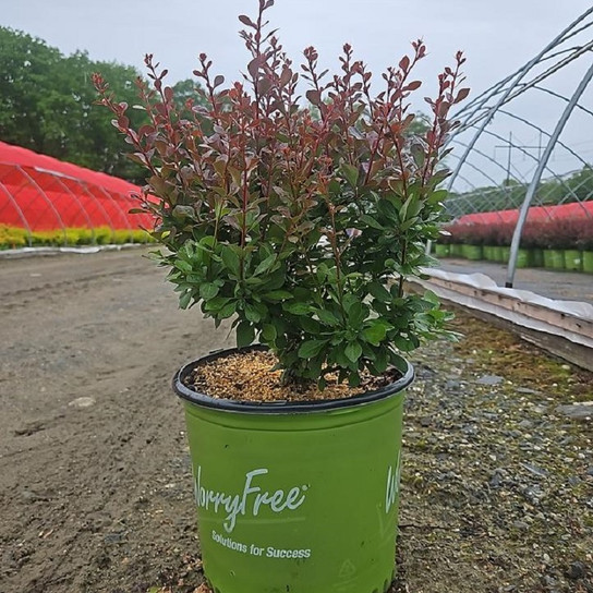 Crimson Cutie® Barberry in branded pot