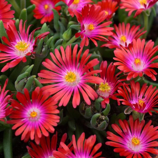 Jewel of the Desert® Garnet Iceplant Blooming