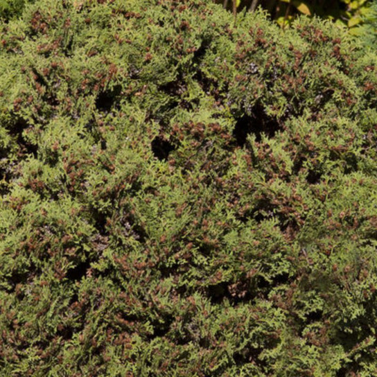 Hetz Midget Arborvitae Plant