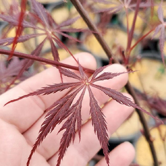 Tamukeyama Threadleaf Weeping Japanese Maple finely cut leaves